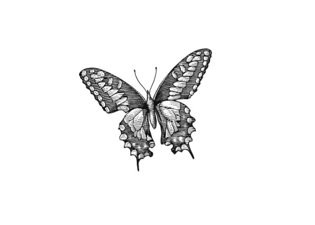 butterfly 2